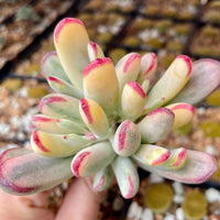 Rare Succulents - Cotyledon orbiculata Varigated Long Leave