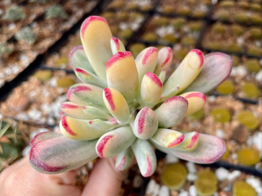 Rare Succulents - Cotyledon orbiculata Varigated Long Leave