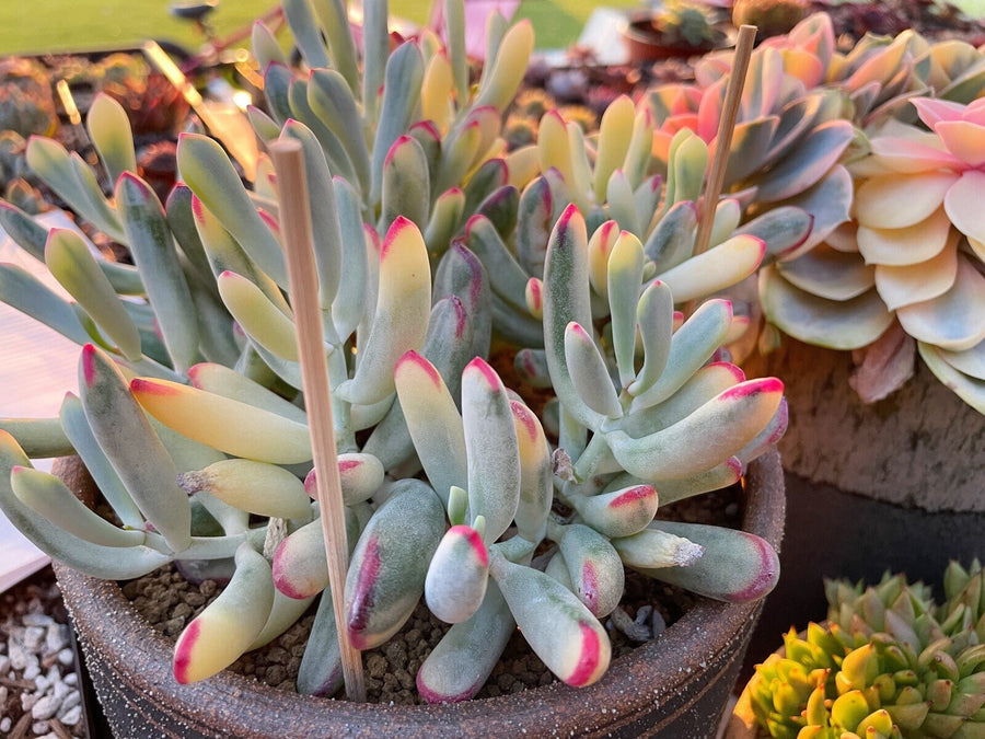 Rare Succulents - Cotyledon orbiculata Varigated Long Leave