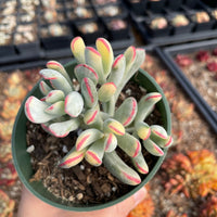 Rare Succulents - Cotyledon orbiculata Varigated Long Leave