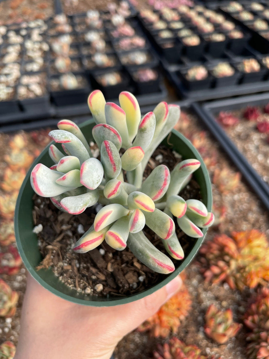 Rare Succulents - Cotyledon orbiculata Varigated Long Leave