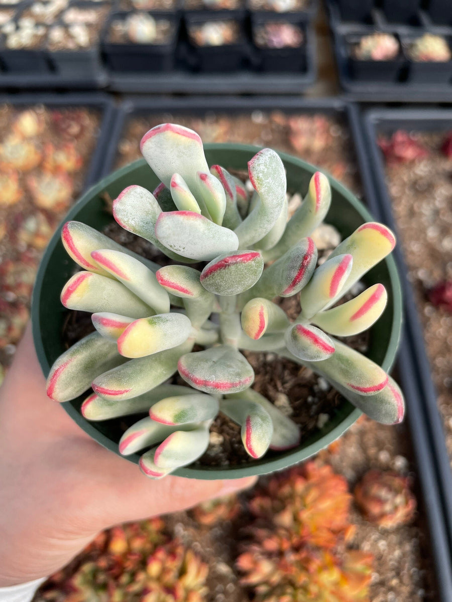 Rare Succulents - Cotyledon orbiculata Varigated Long Leave