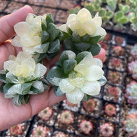 Rare Succulents - Haworthia cooperi variegata