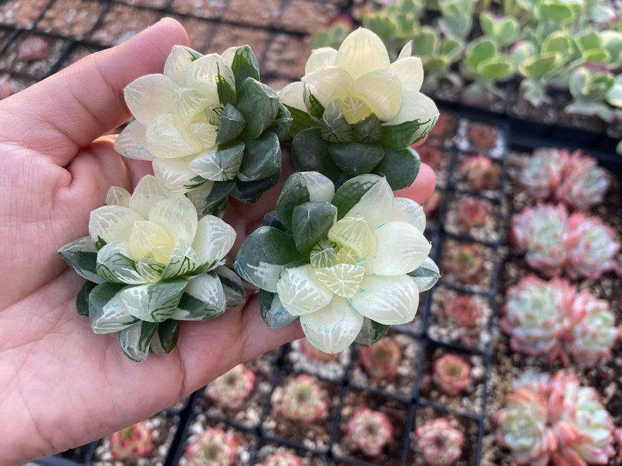 Rare Succulents - Haworthia cooperi variegata