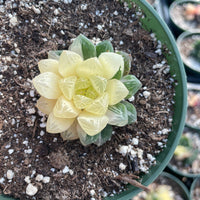 Rare Succulents - Haworthia cooperi variegata