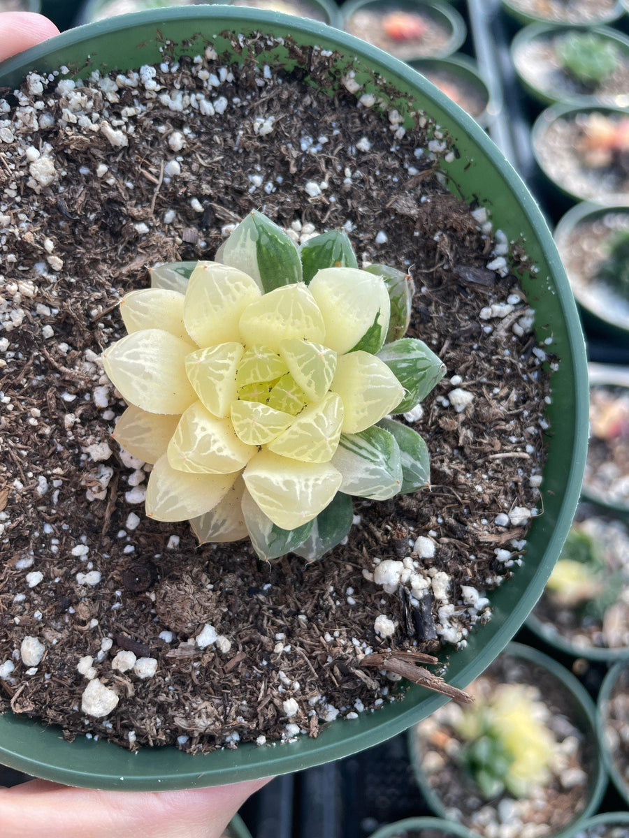 Rare Succulents - Haworthia cooperi variegata