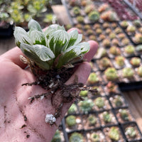 Rare Succulents - Haworthia White Cooperi Variegata cluster