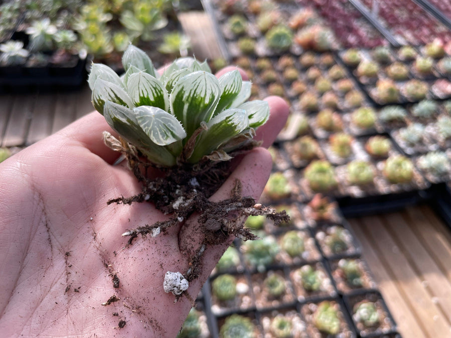 Rare Succulents - Haworthia White Cooperi Variegata cluster