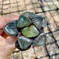 Rare Succulents - Haworthia Springbokvlakensis ‘Crystal Ball’