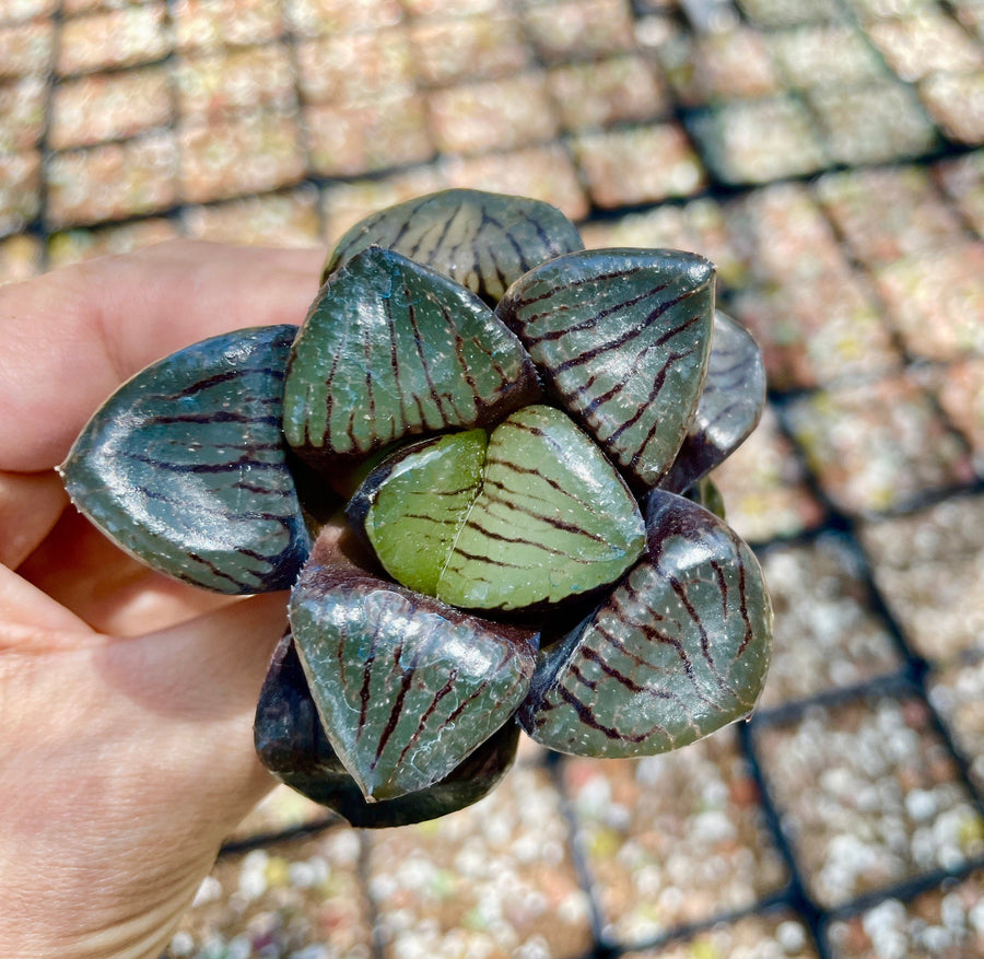 Rare Succulents - Haworthia Springbokvlakensis ‘Crystal Ball’