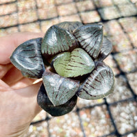 Rare Succulents - Haworthia Springbokvlakensis ‘Crystal Ball’