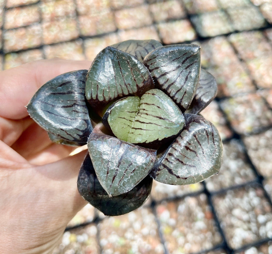 Rare Succulents - Haworthia Springbokvlakensis ‘Crystal Ball’