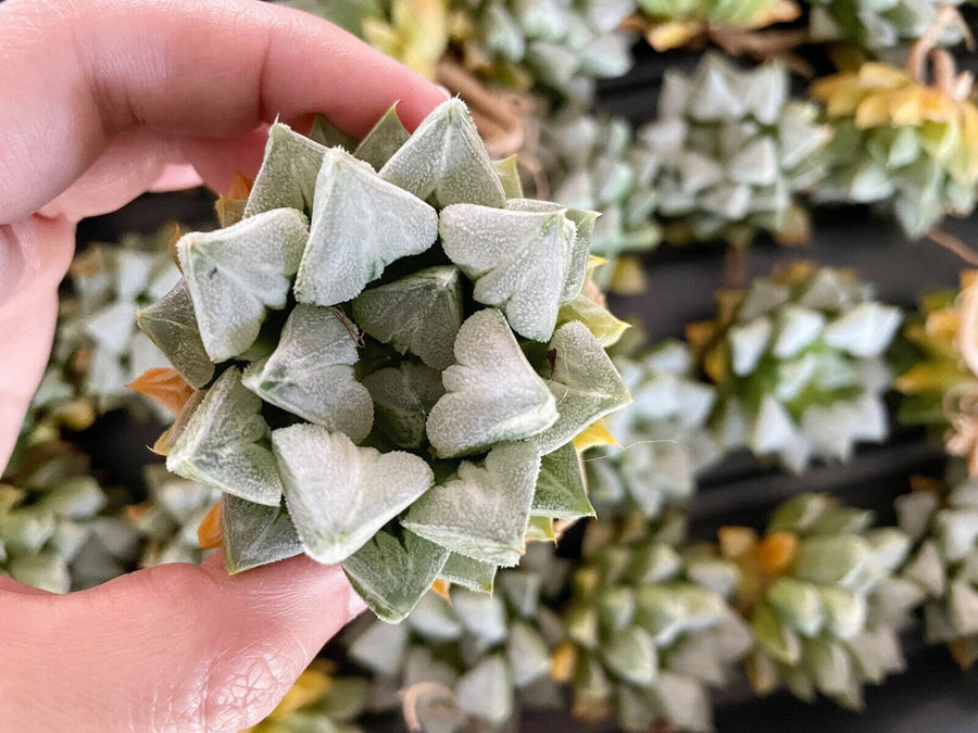 Rare Succulents - Haworthia Love (3")