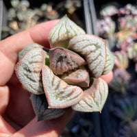 Rare Succulents - Haworthia Splendens Aries (3&quot;)