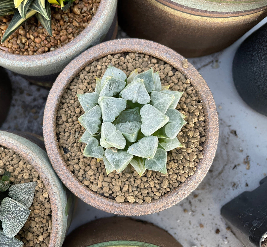 Rare Succulents - Haworthia Love (3")