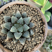 Rare Succulents - Haworthia Hakutei-Jyo 3&quot;