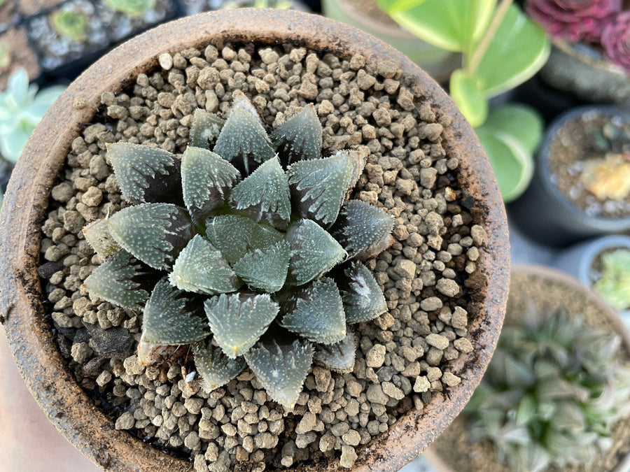 Rare Succulents - Haworthia Hakutei-Jyo 3"