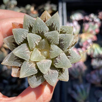 Rare Succulents - Haworthia Hakutei-Jyo 3&quot;