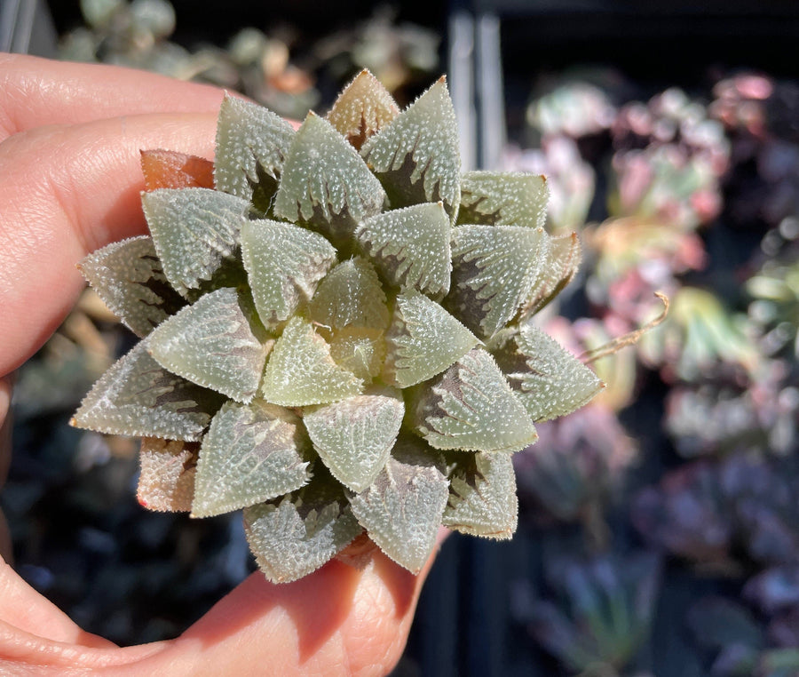 Rare Succulents - Haworthia Hakutei-Jyo 3"