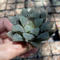 Rare Succulents - Haworthia Hakutei-Jyo 3&quot;