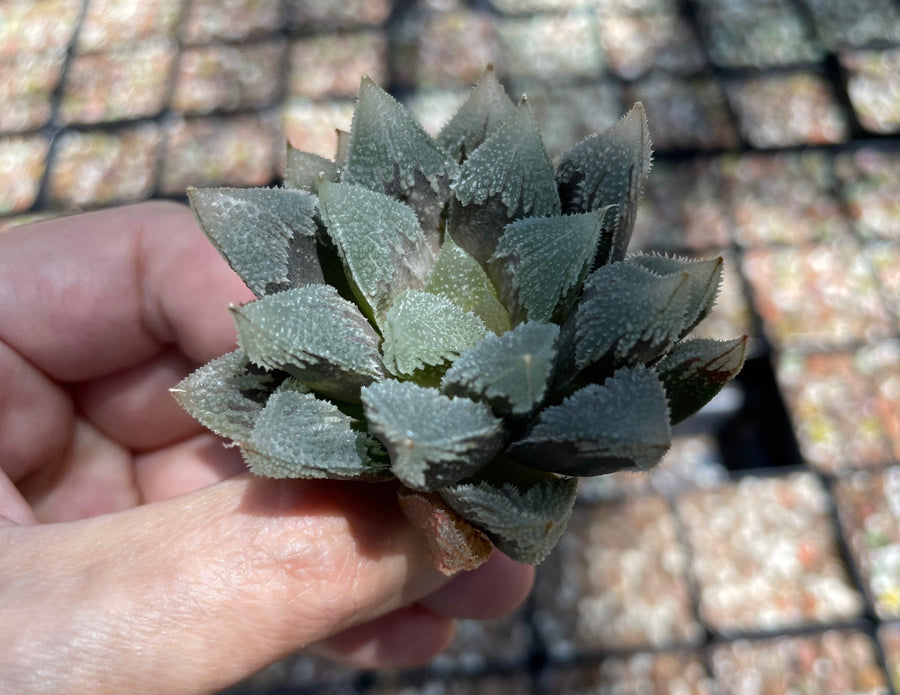 Rare Succulents - Haworthia Hakutei-Jyo 3"