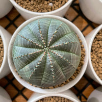 Rare Euphorbia - Euphorbia Obesa (2”)