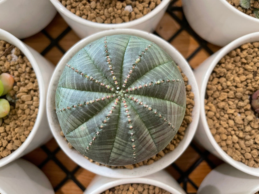 Rare Euphorbia - Euphorbia Obesa (2”)