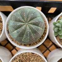 Rare Euphorbia - Euphorbia Obesa (2”)