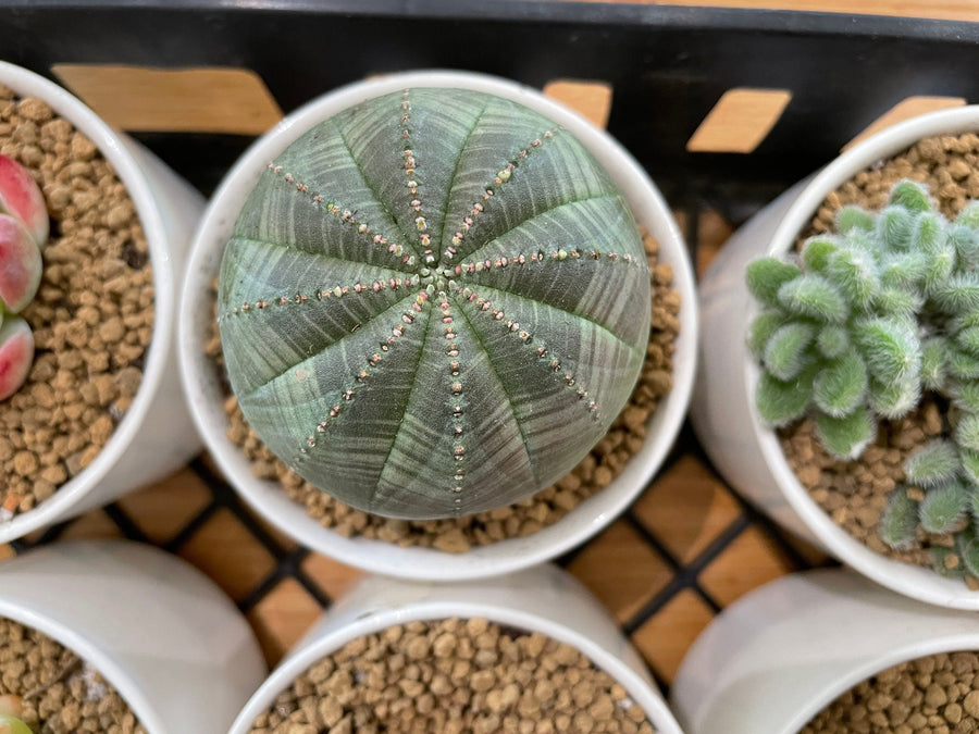 Rare Euphorbia - Euphorbia Obesa (2”)