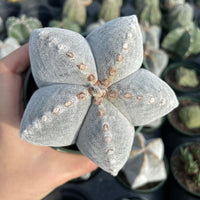 Rare Cactus - Astrophytum Coahuilense