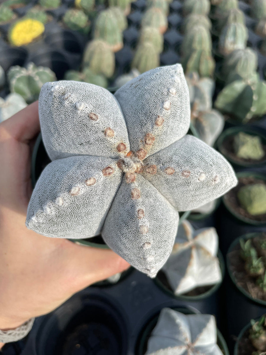 Rare Cactus - Astrophytum Coahuilense