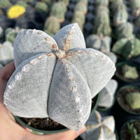 Rare Cactus - Astrophytum Coahuilense