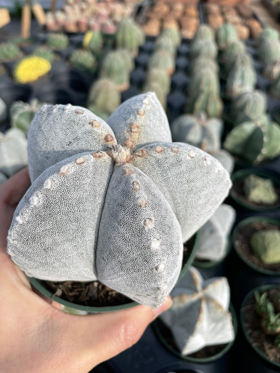 Rare Cactus - Astrophytum Coahuilense