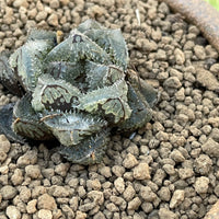 Rare Succulents - Haworthia Cooperi cv. Magic Thorn (2&quot;-2.5&quot;)