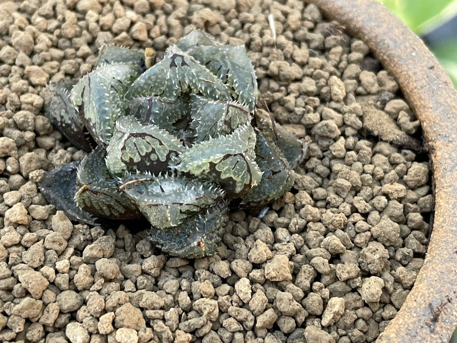 Rare Succulents - Haworthia Cooperi cv. Magic Thorn (2"-2.5")