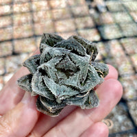 Rare Succulents - Haworthia Cooperi cv. Magic Thorn (2&quot;-2.5&quot;)