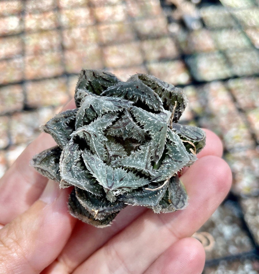 Rare Succulents - Haworthia Cooperi cv. Magic Thorn (2"-2.5")