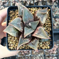 Rare Succulents - Haworthia Shuten Doji B type