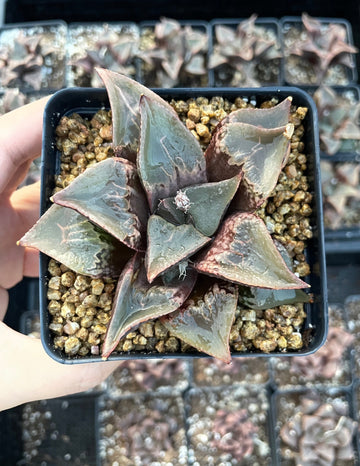 Rare Succulents - Haworthia Shuten Doji B type