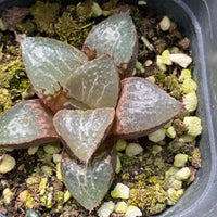 Rare Succulents - Haworthia Shuten Doji B type