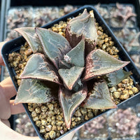 Rare Succulents - Haworthia Shuten Doji B type