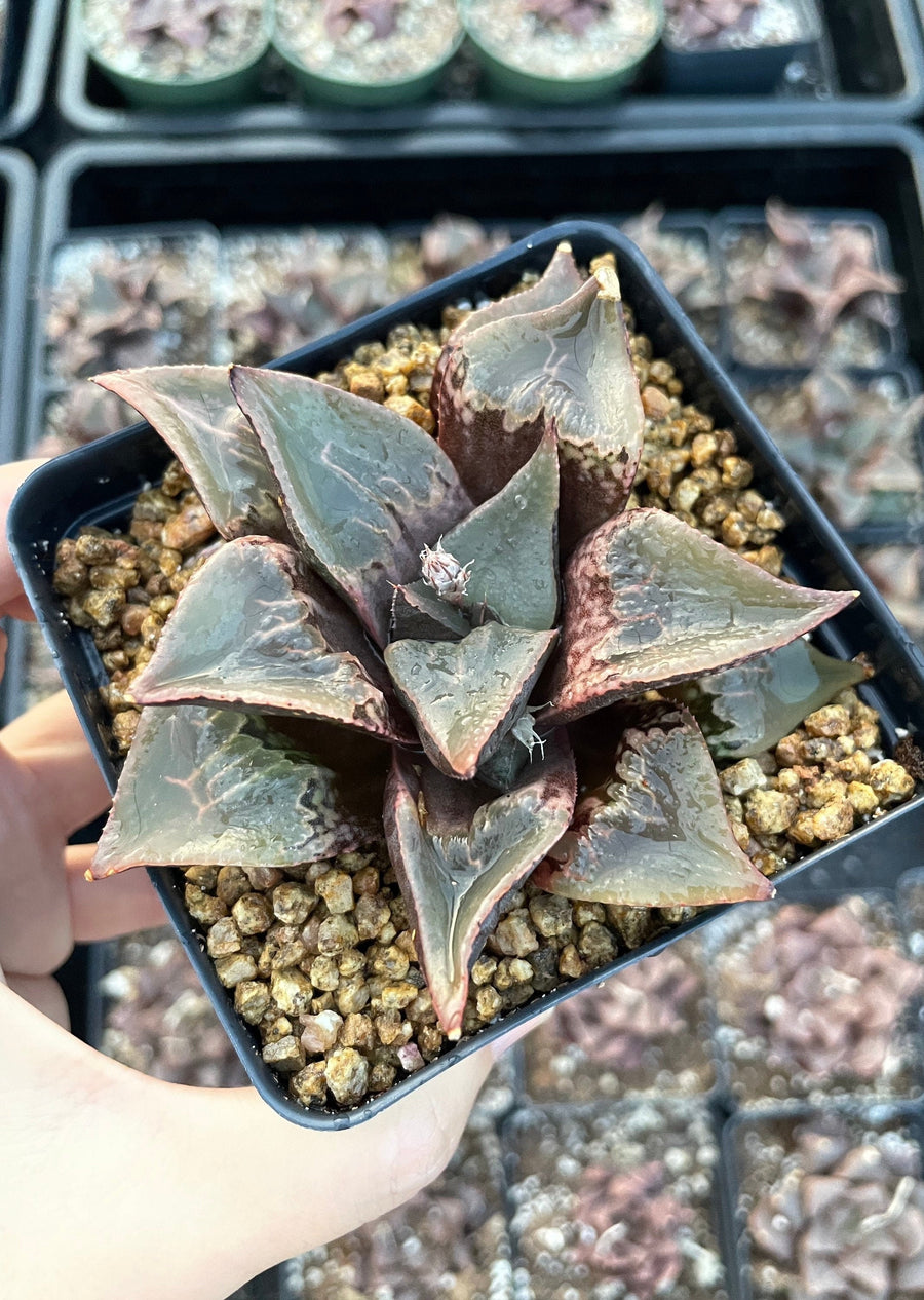 Rare Succulents - Haworthia Shuten Doji B type