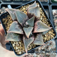 Rare Succulents - Haworthia Shuten Doji B type