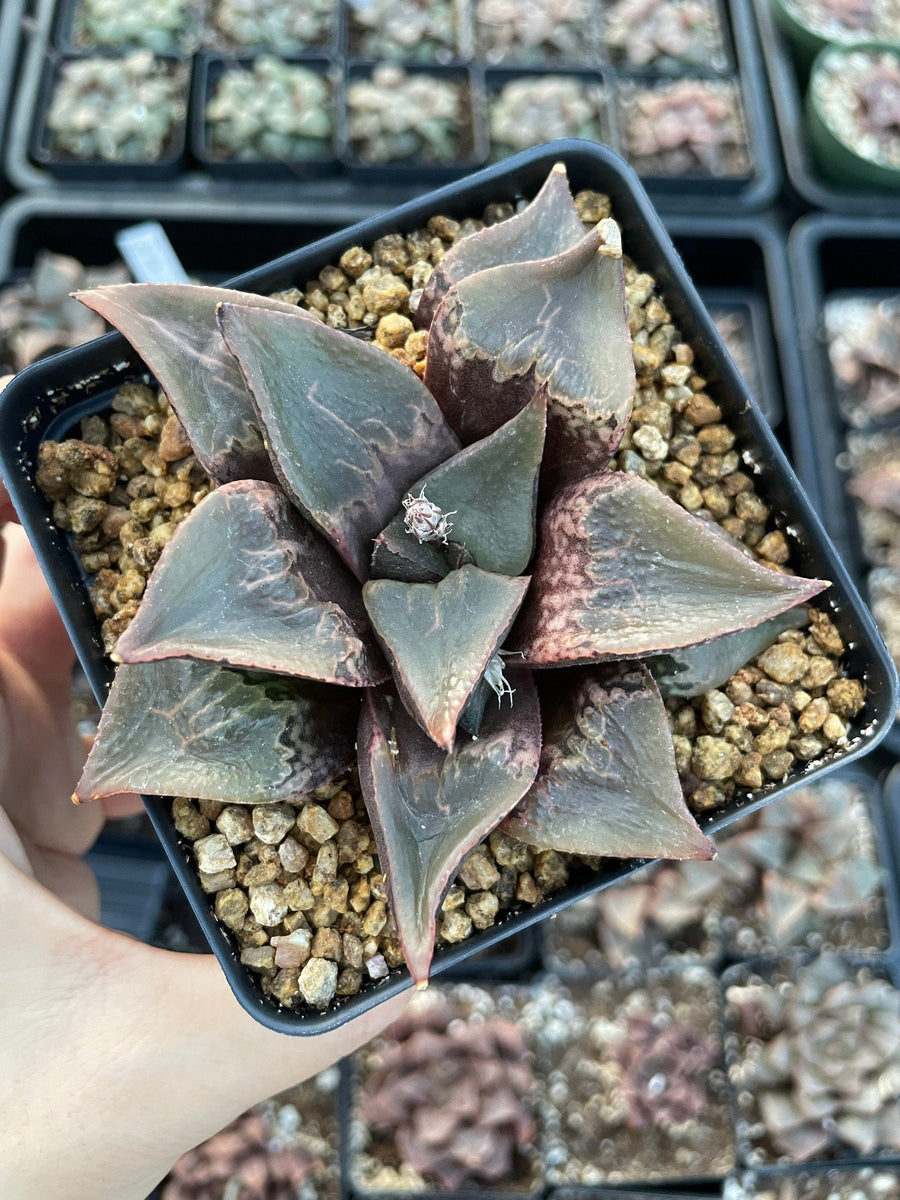 Rare Succulents - Haworthia Shuten Doji B type