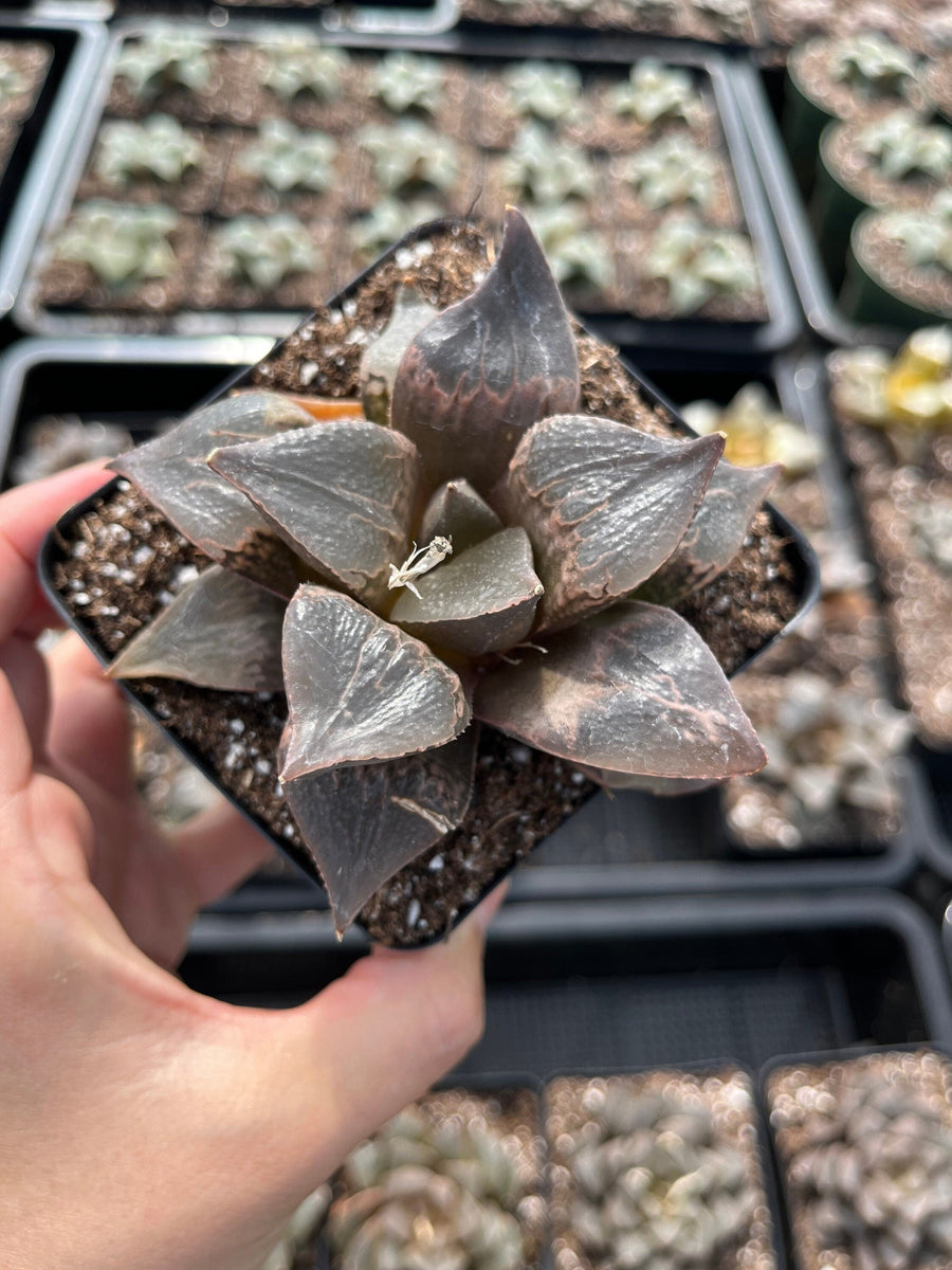 Rare Succulents - Haworthia Shuten Doji B type