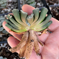 Rare Succulents - Haworthia Maughanii Phoenix