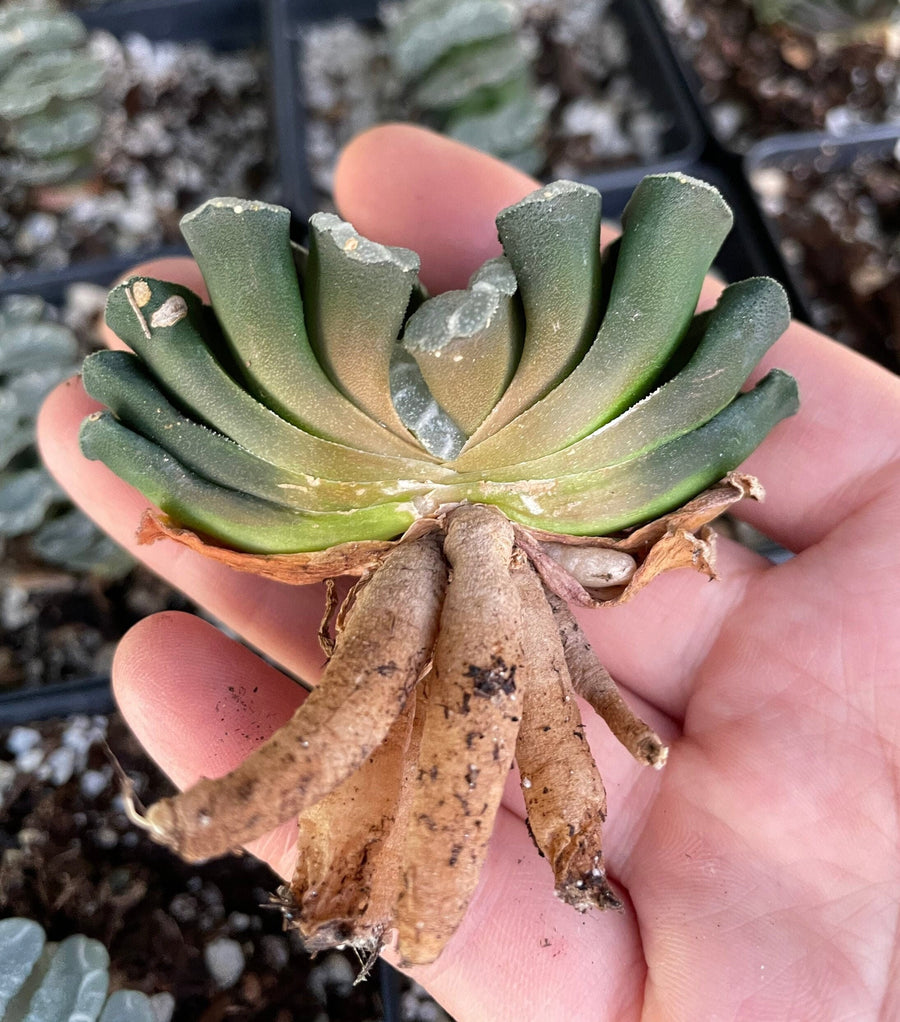 Rare Succulents - Haworthia Maughanii Phoenix