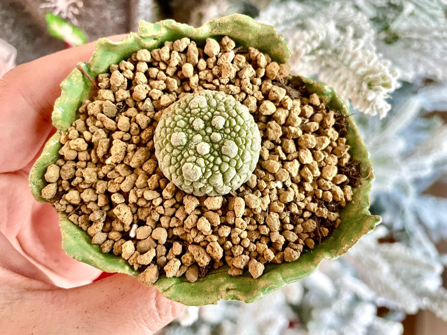 Rare Cactus - Pseudolithos Migiurtinus (0.4”-0.5”)