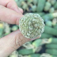 Rare Cactus - Pseudolithos Migiurtinus (0.4”-0.5”)