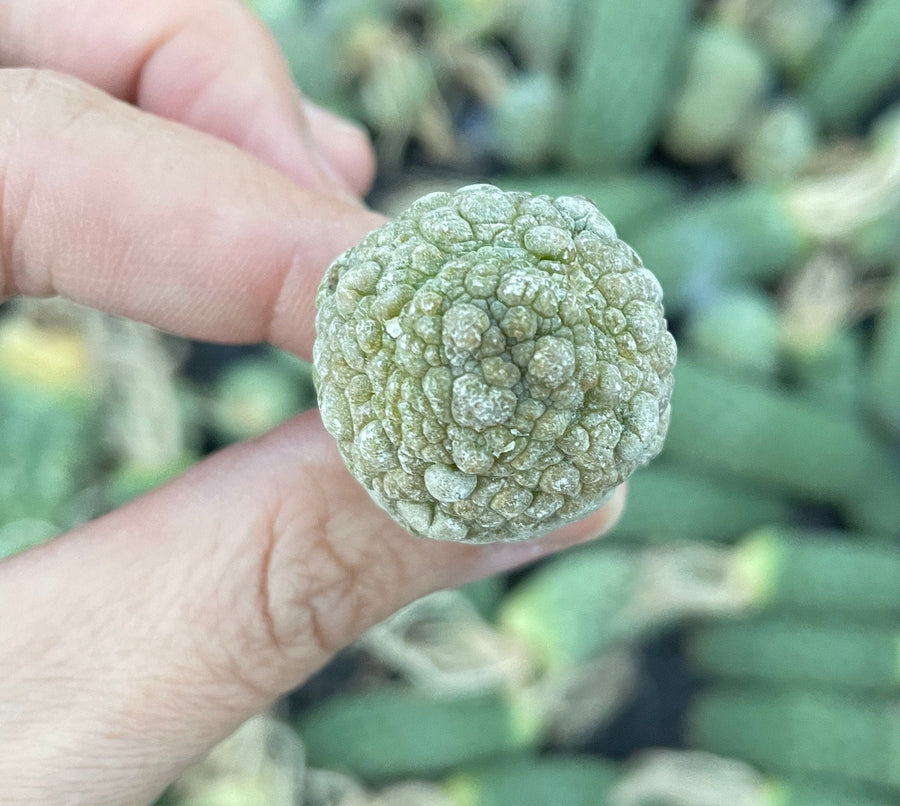 Rare Cactus - Pseudolithos Migiurtinus (0.4”-0.5”)